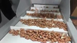 ماكينة تقشير المكسرات في تركيا